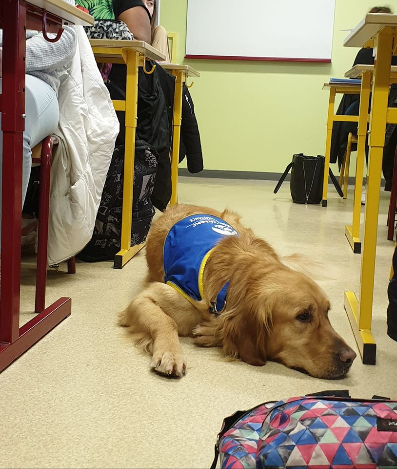 Nestea, premier chien d'assistance à la réussite scolaire HANDI'CHIENS