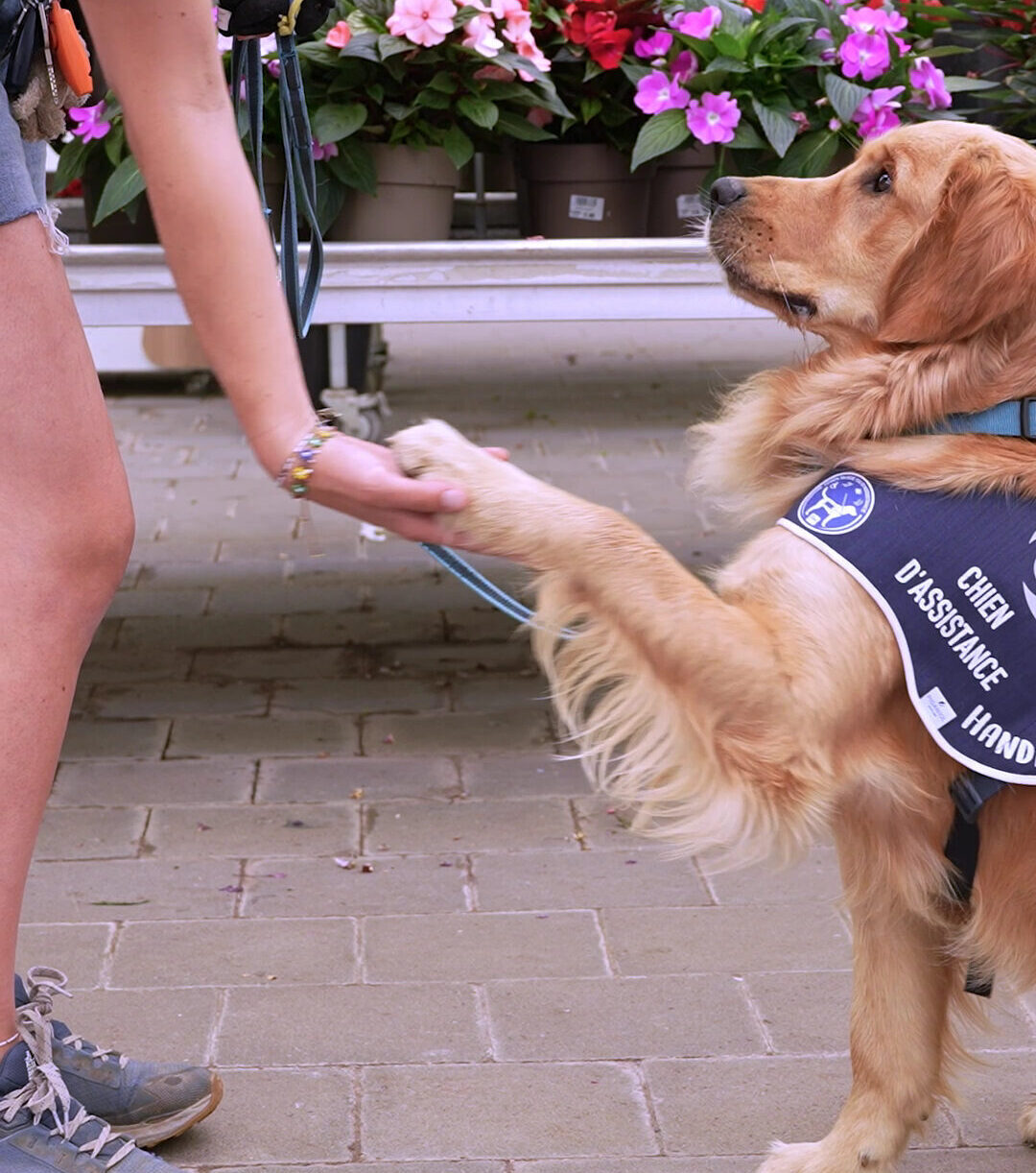Conseils en éducation chiens d’assistance HANDI’CHIENS, chien réalisant une commande