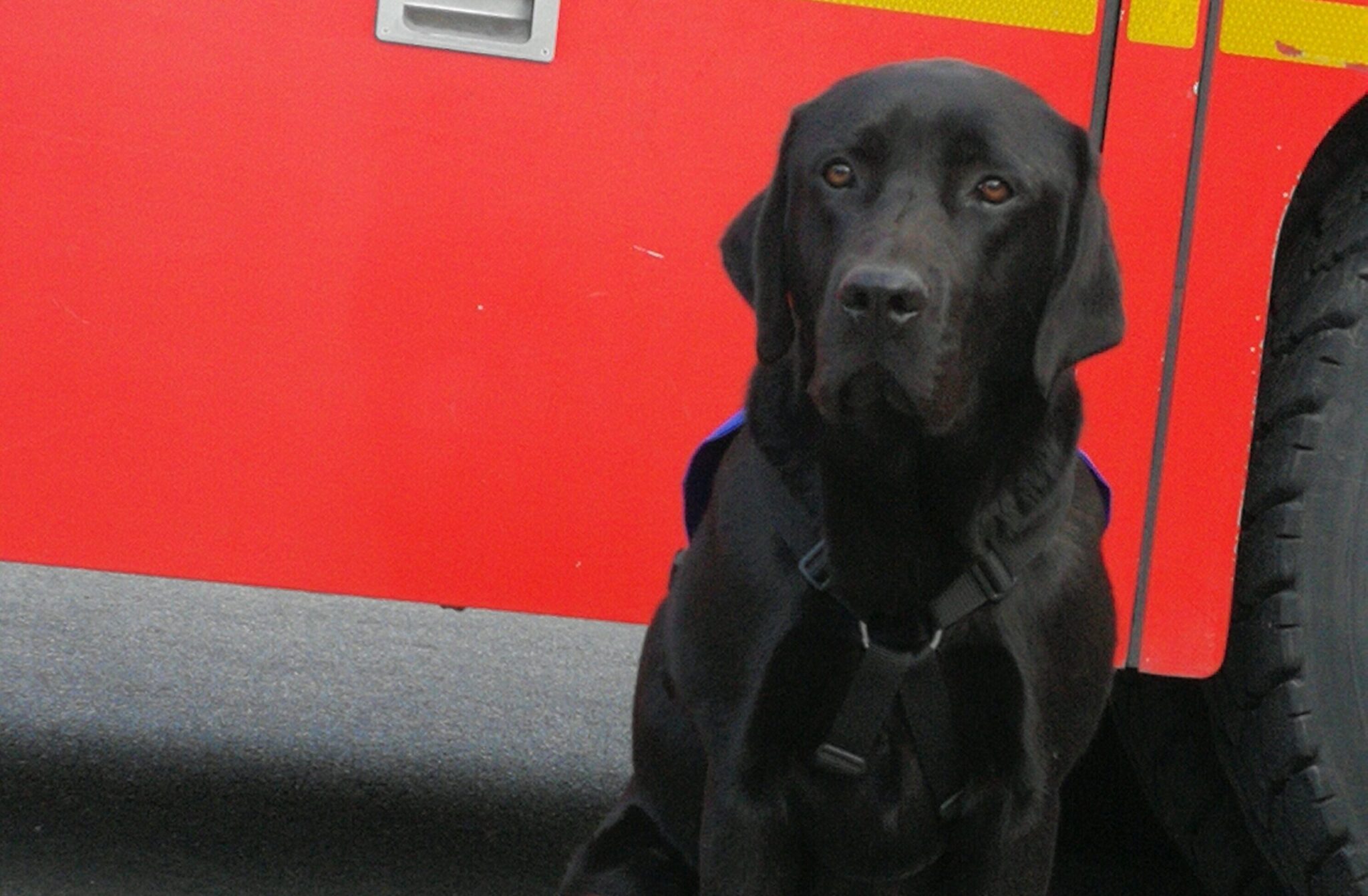 Lol, premier chien d'assistance judiciaire HANDI'CHIENS en France