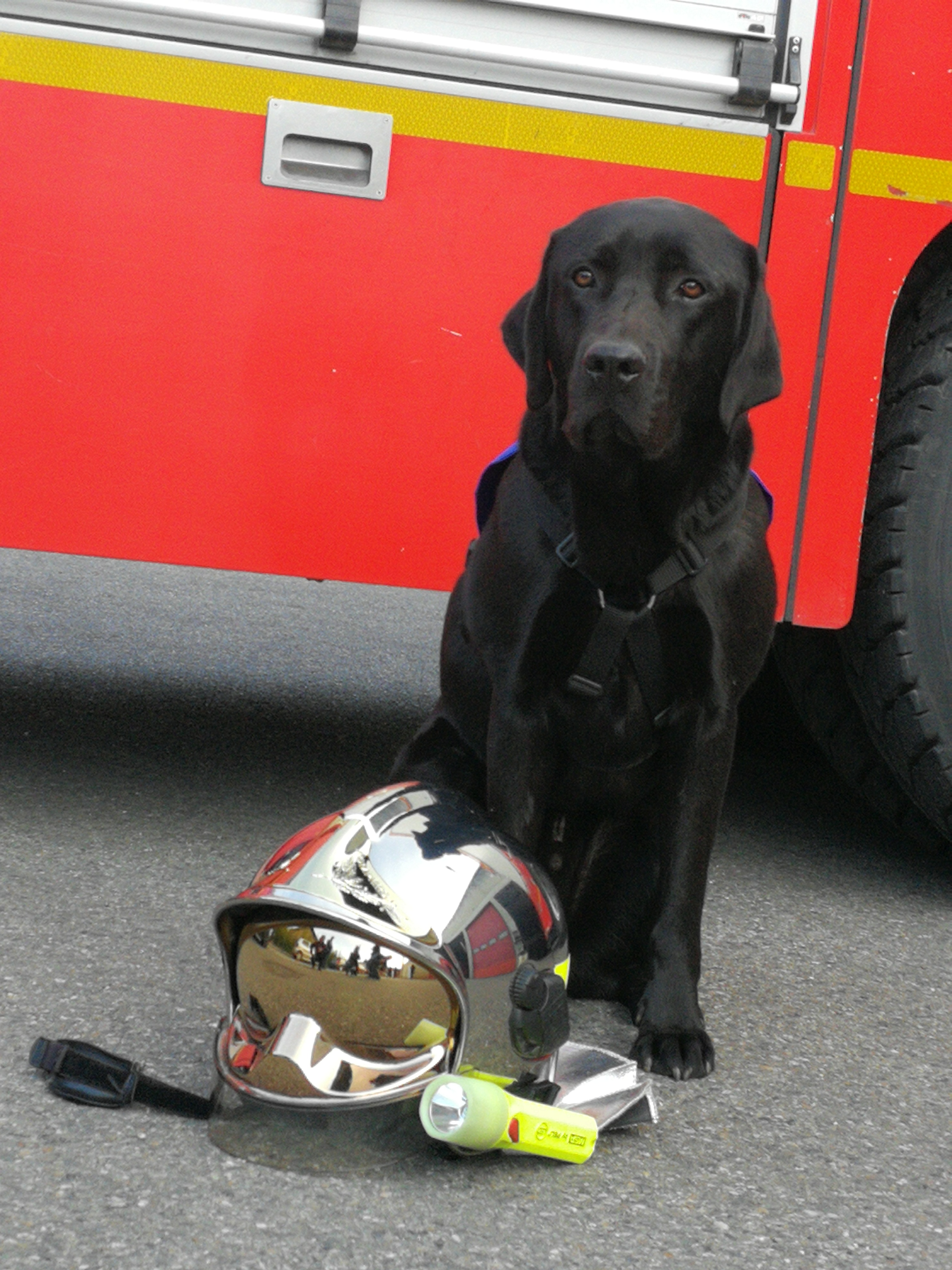 Lol, premier chien d'assistance judiciaire HANDI'CHIENS en France