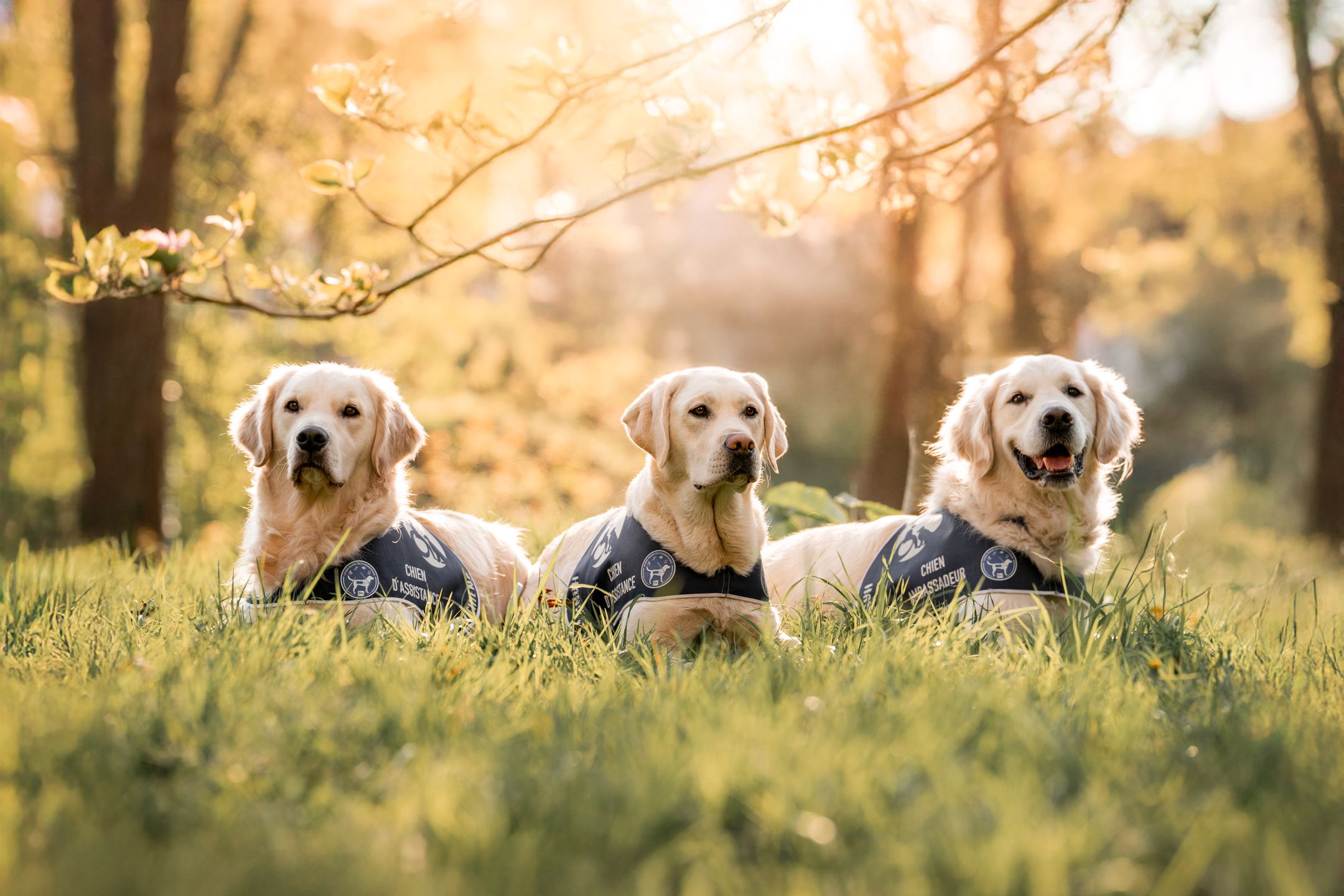 3 chiens d'assistance HANDI4CHIENS couchés