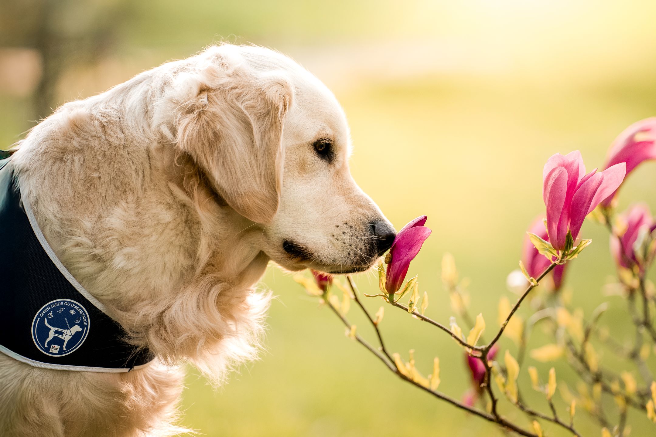 Éducation de chiens d’assistance financée par la transmission de patrimoine