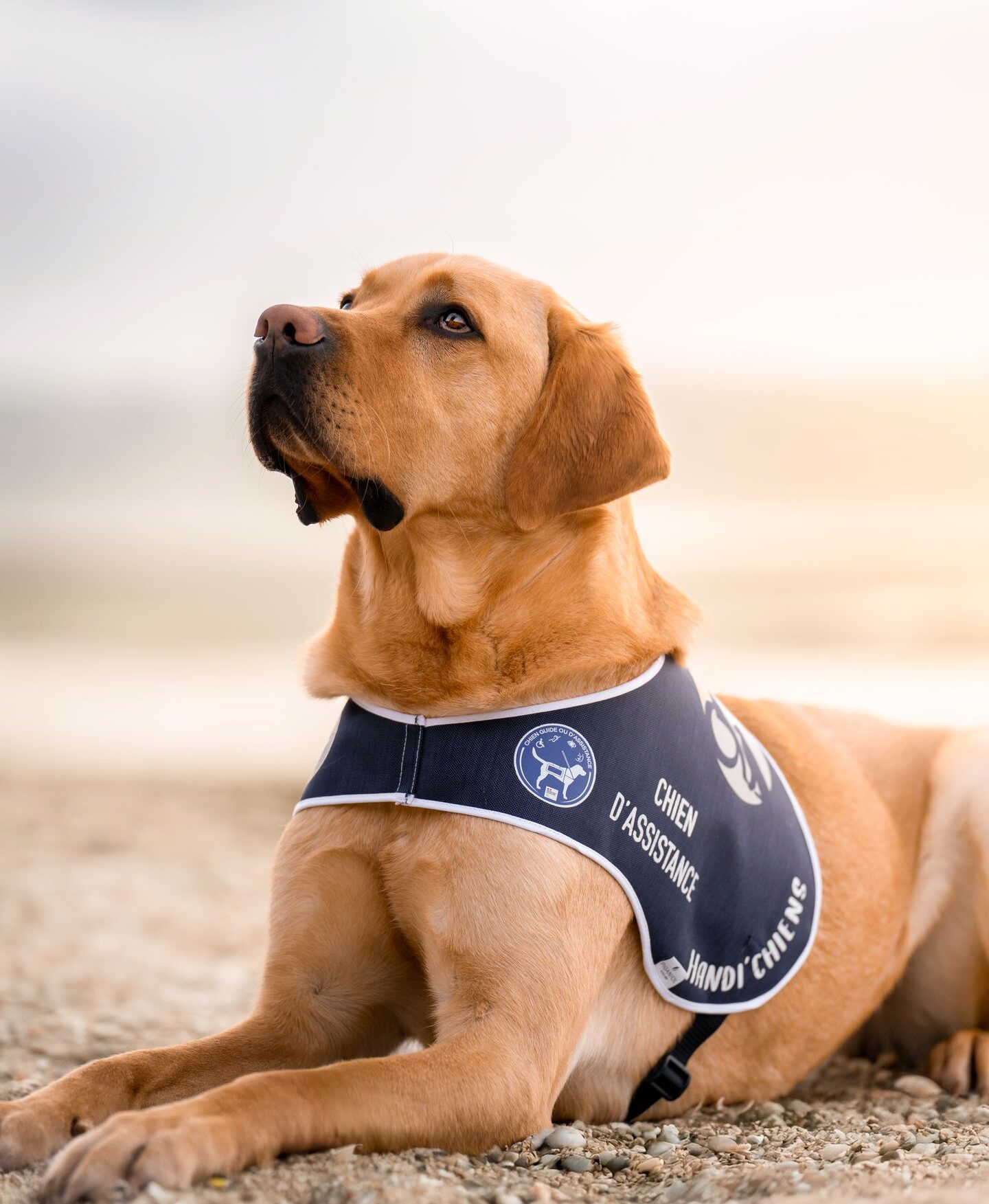 Tarzan, chien d'assistance HANDI'CHIENS épilepsie