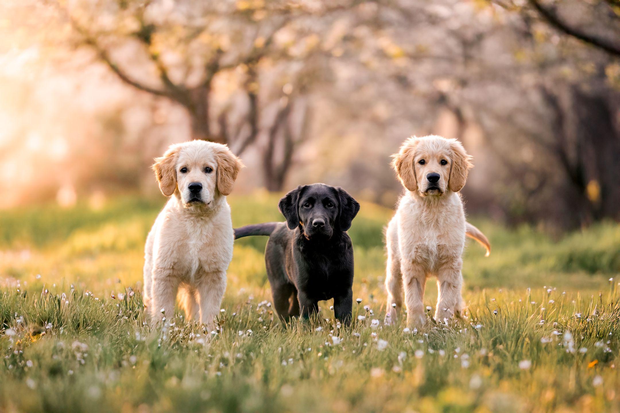 3 futurs chien d'assistance dans l'herbe, un golden, un labrador et un autre golden.