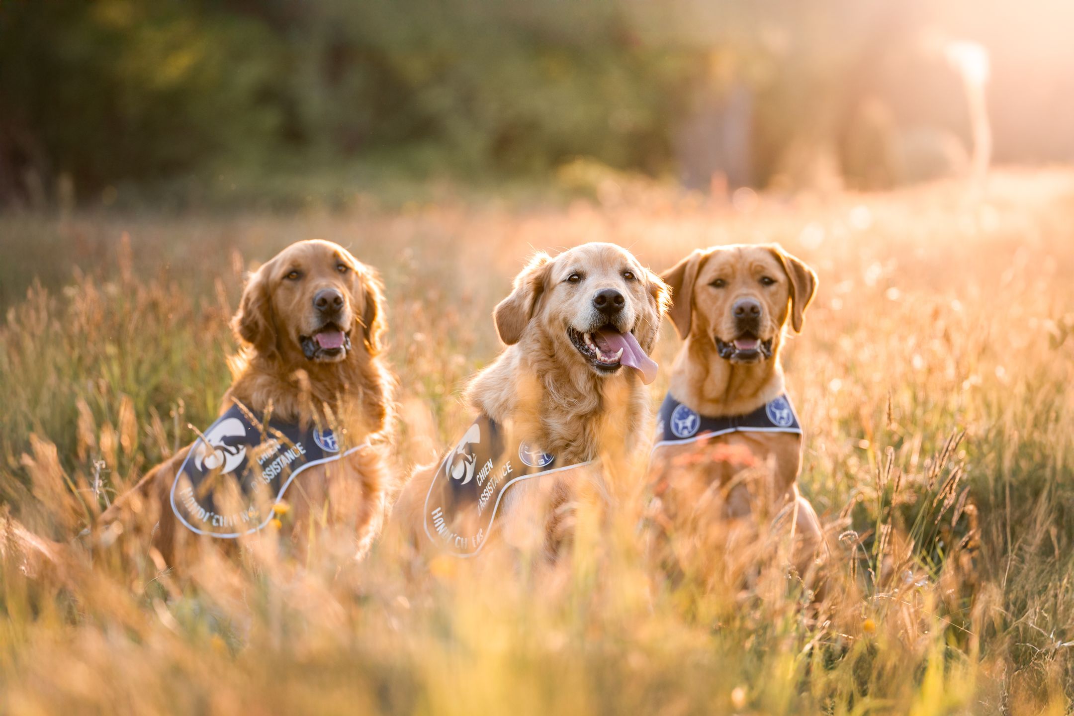 Chiens d’assistance HANDI’CHIENS en action pour leurs missions