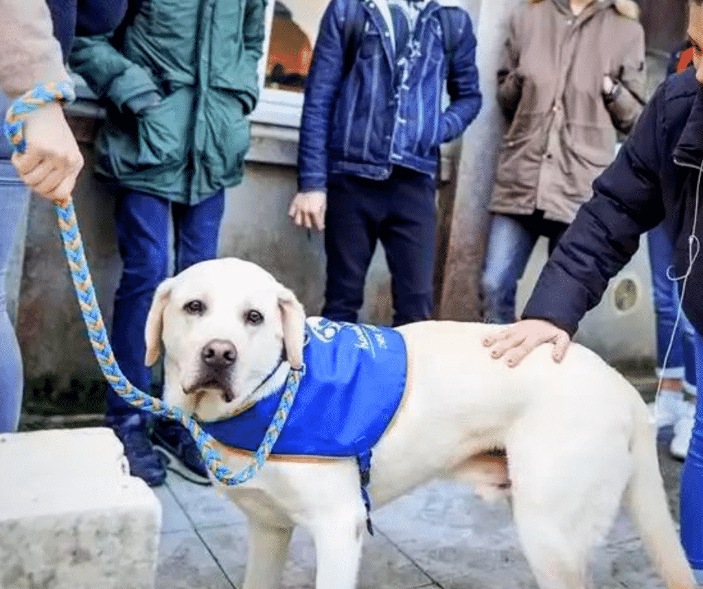 Little, labrador Handi'Chiens
