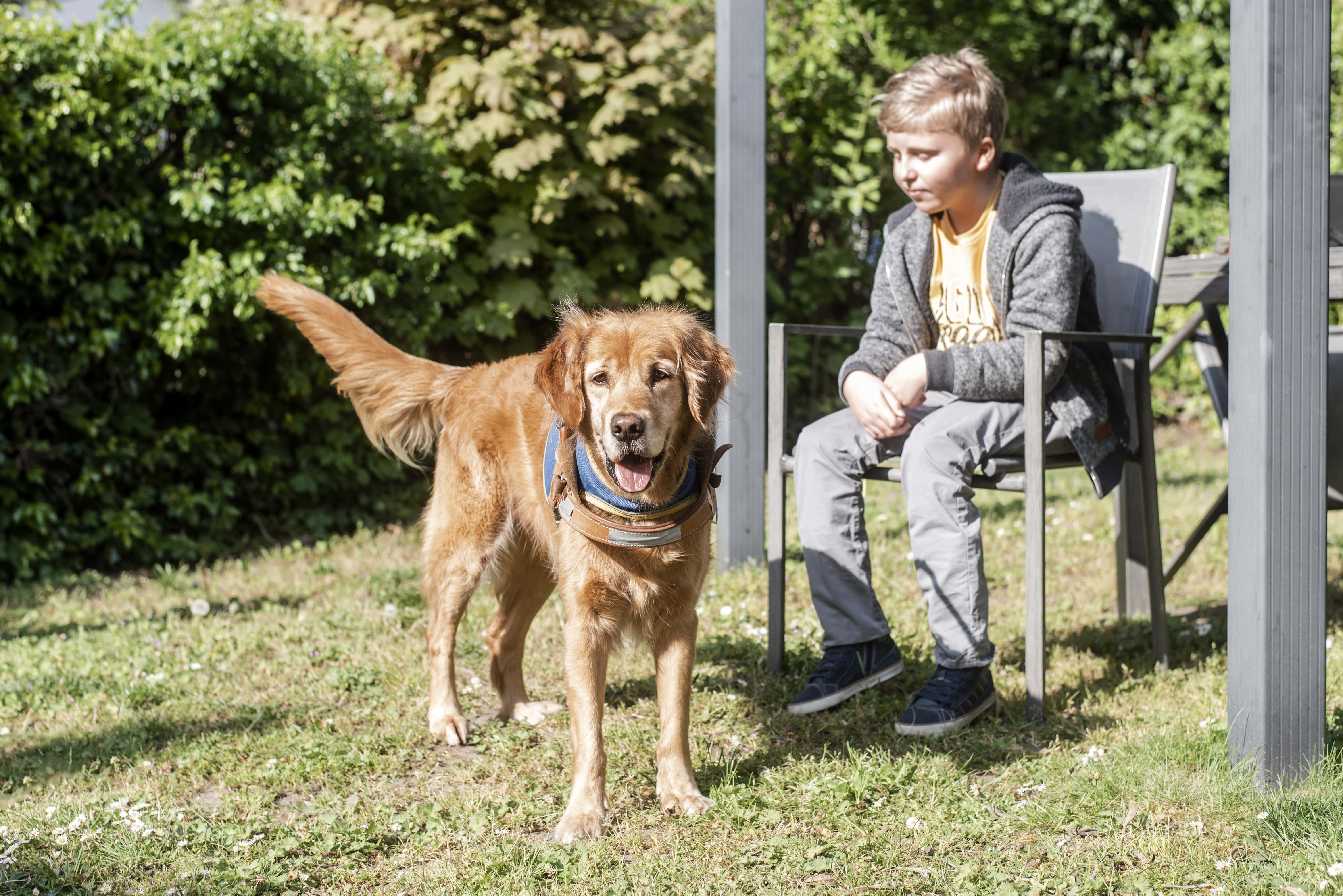 Romain avec Irlande, sa golden Handi'Chiens