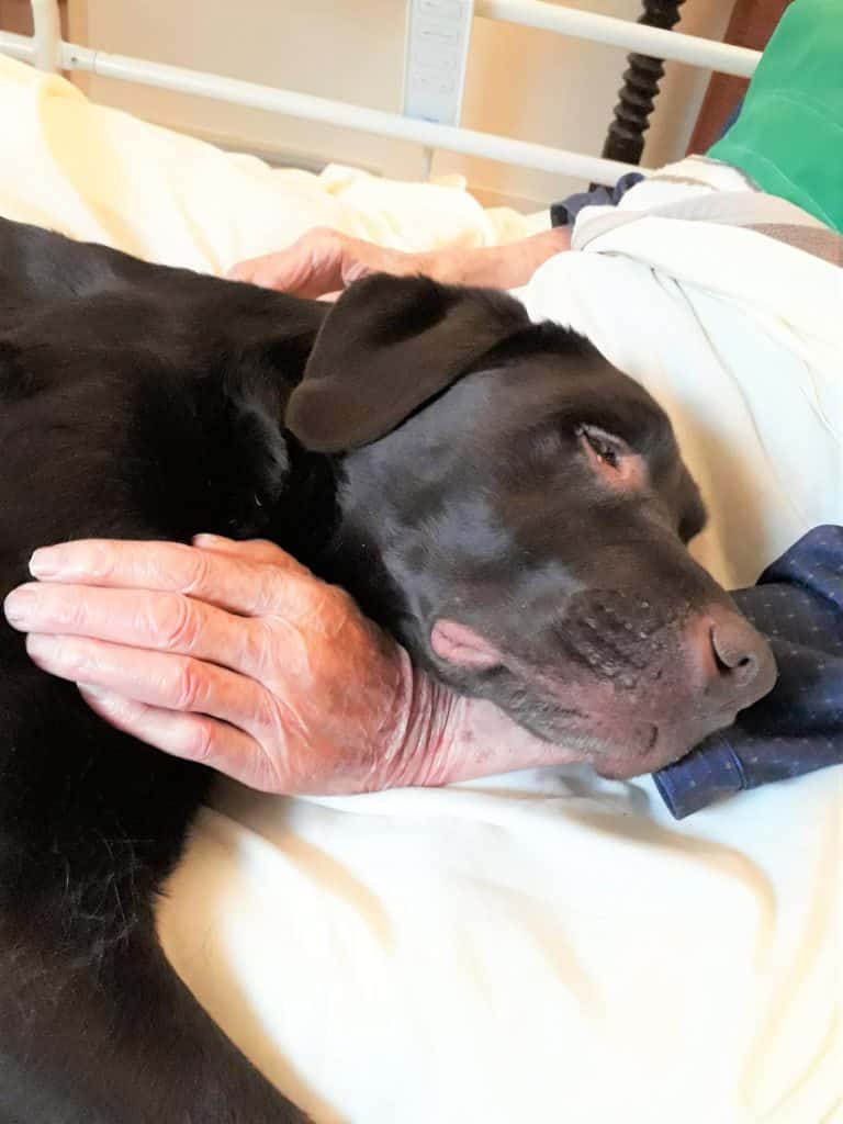 Jaurès, Handi'Chiens,allongé au côté d'un résident