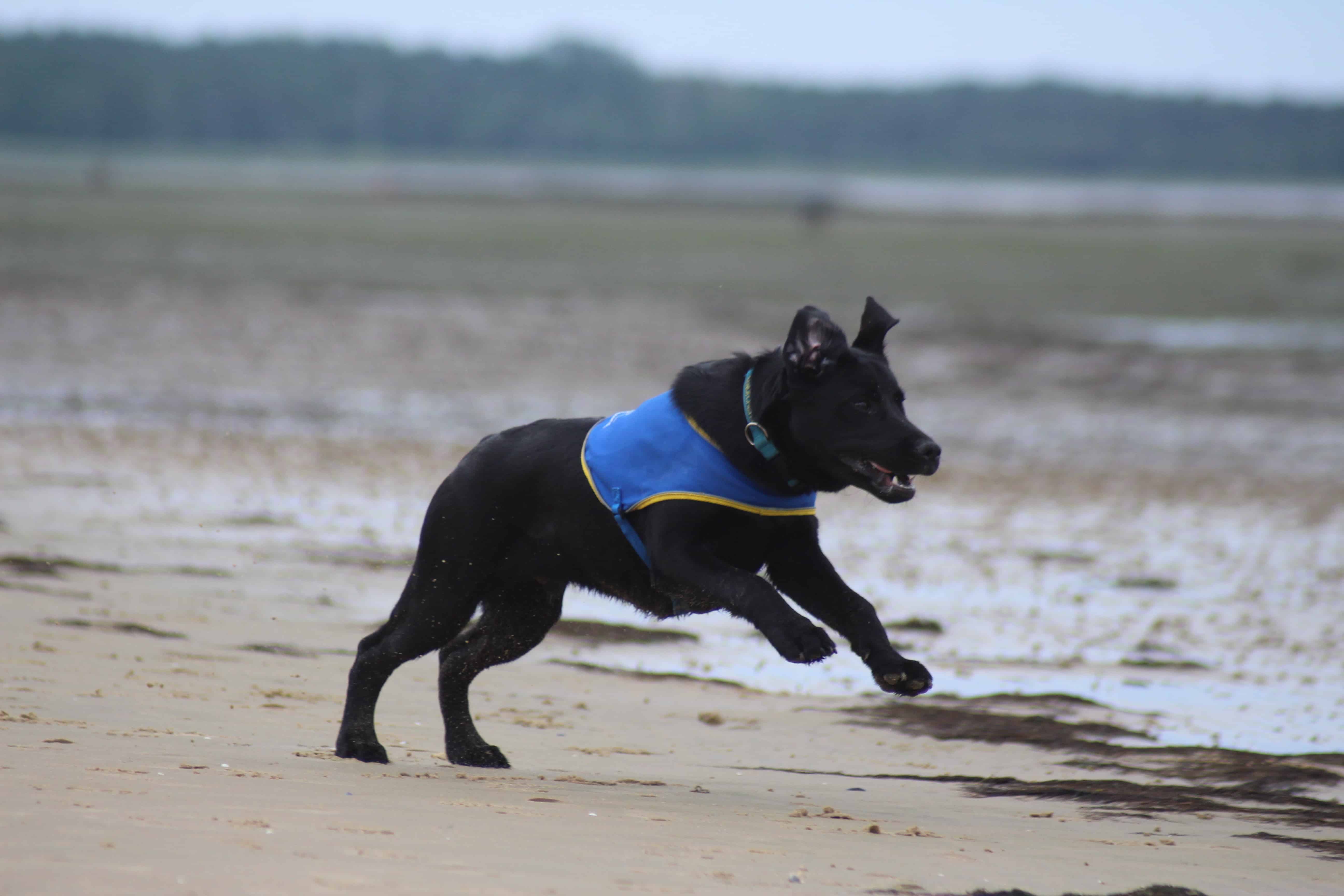 chien d'assistance
