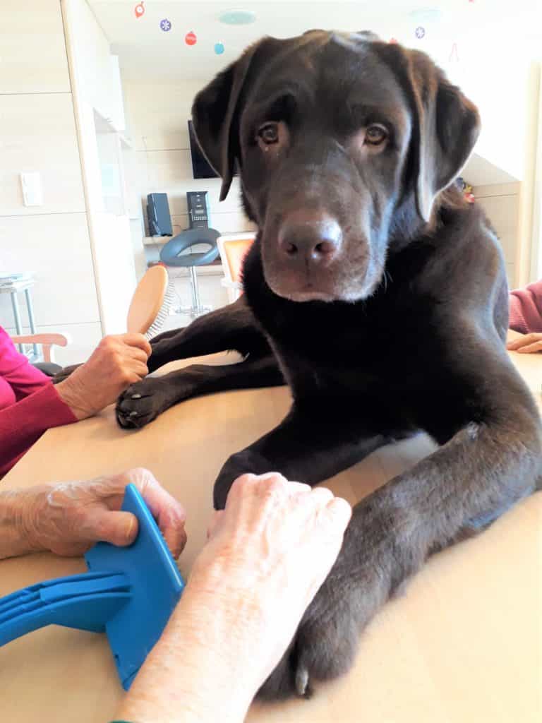 Jaurès, Handi'Chiens, pendant un atelier brossage