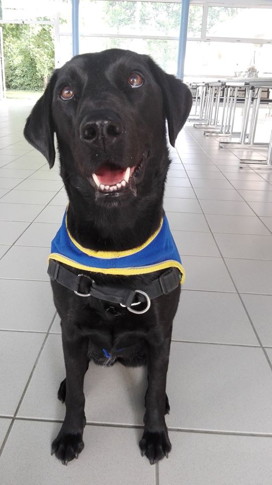 Lost, labarador noir Handi'Chiens