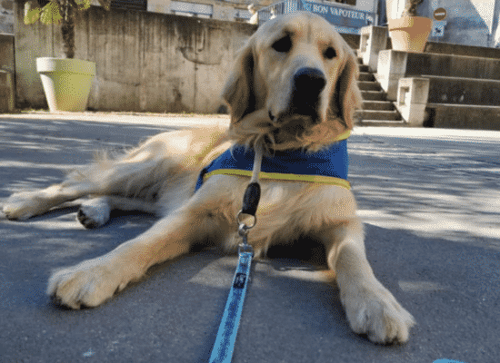 Sociabilisation pour Oriom, centre HANDI'CHIENS Lyon