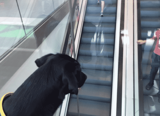 Sociabilisation, Centre HANDI'CHIENS Bretagne