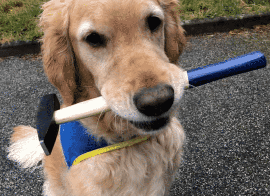 Mambo, Centre HANDI'CHIENS Alençon