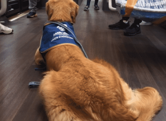 Ouma dans le tram, centre HANDI'CHIENS Bretagne
