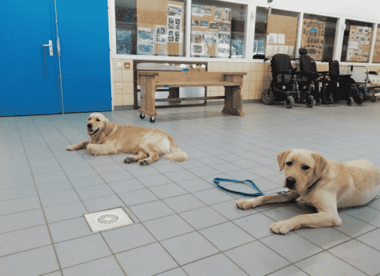 Ouchi et Omega, centre HANDI'CHIENS Val de Loire