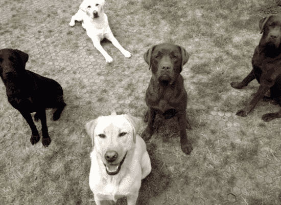 Centre HANDI'CHIENS Bretagne