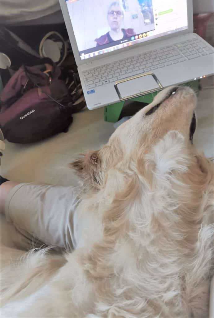 Nouveaux outils HANDI'CHIENS