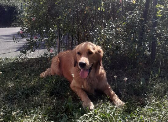 Socrate