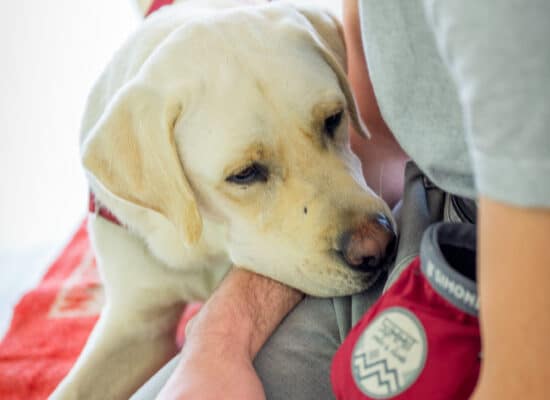 © Frédéric Coignot - Stage HANDI'CHIENS Lyon - Avril 2023 -