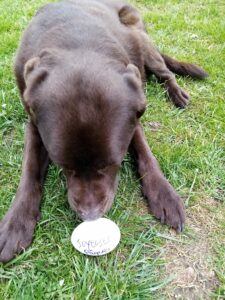 Dunlop retraité Handi'Chiens dans sa 14ème année