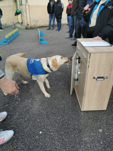 Démonstration HANDI'CHIENS à Bar-le-Duc.