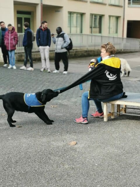 Démonstration HANDI'CHIENS à Bar-le-Duc. Le chien enlève un manteau