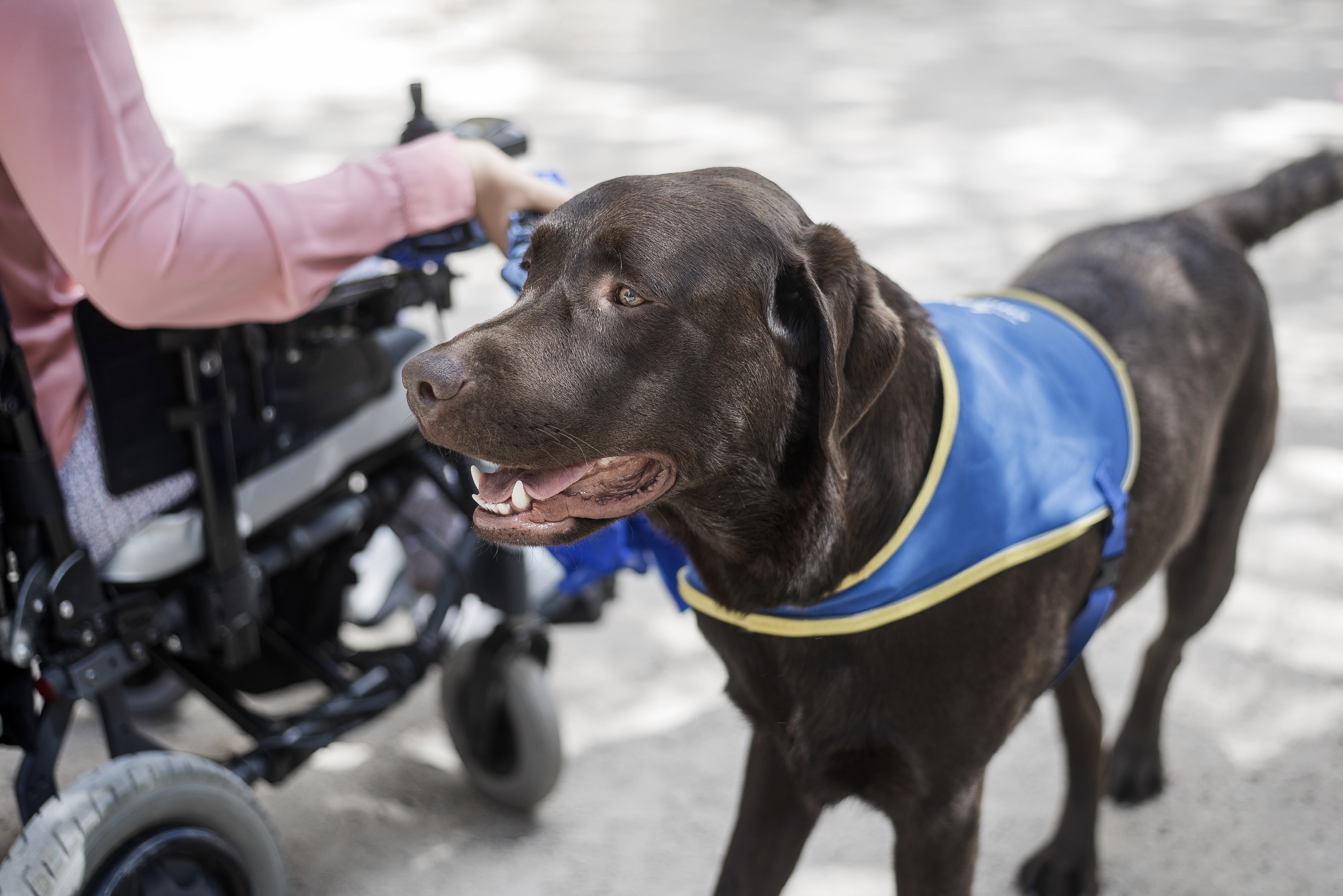 Vie quotidienne et vie sociale : les merveilleux atouts du chien d’assistance