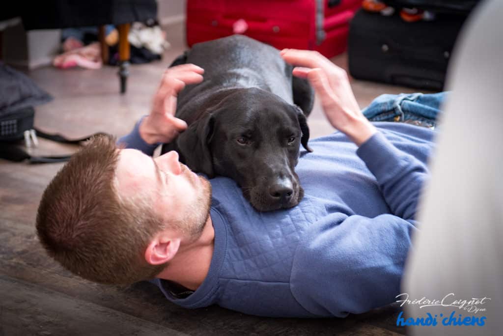 Education d'un chien d'assistance