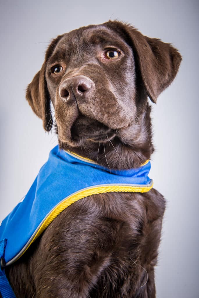 Handi'chiens met en place un service d'accueil pour les chiens de soignants