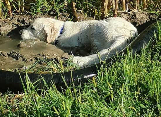 Un golden HANDI'CHIENS dans son élément, la boue