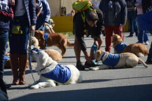 Centre HANDI'CHIENS Alençon