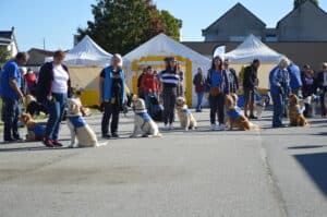 Centre HANDI'CHIENS Alençon