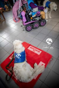 Centre HANDI'CHIENS Lyon