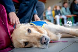 Centre HANDI'CHIENS Lyon