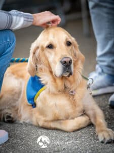 Centre HANDI'CHIENS Lyon