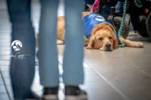 Centre HANDI'CHIENS Lyon