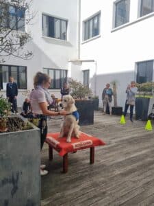 Maison HANDI'CHIENS - MALAKOFF