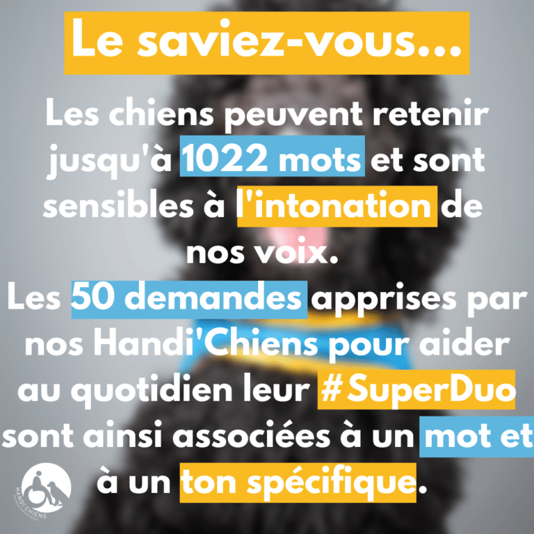 Journeemondiale du chien 22 (4)