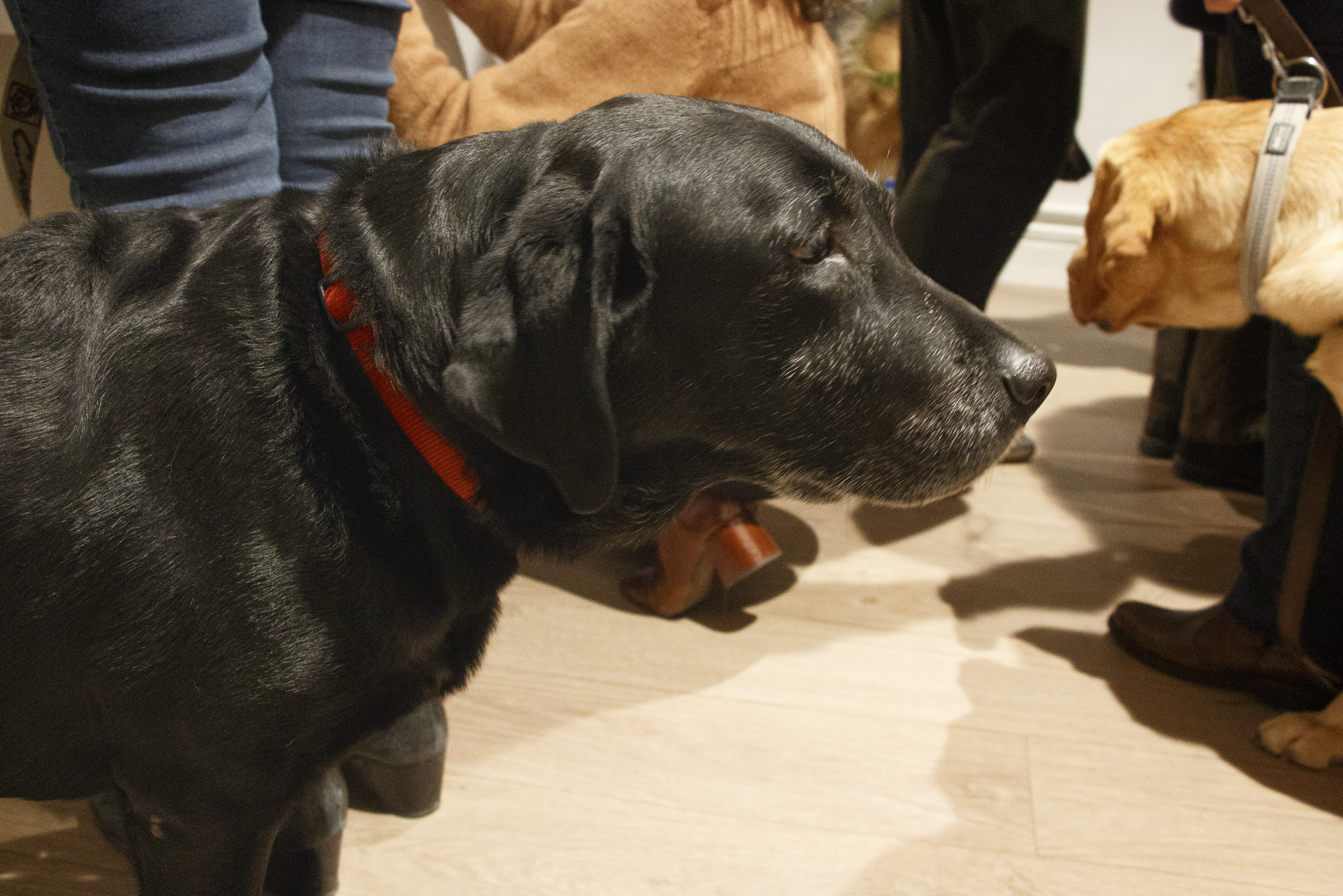 Signature convention HANDI'CHIENS - ANM Chiens Guides