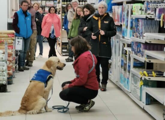 mise en situation déléguées HANDI'CHIENS