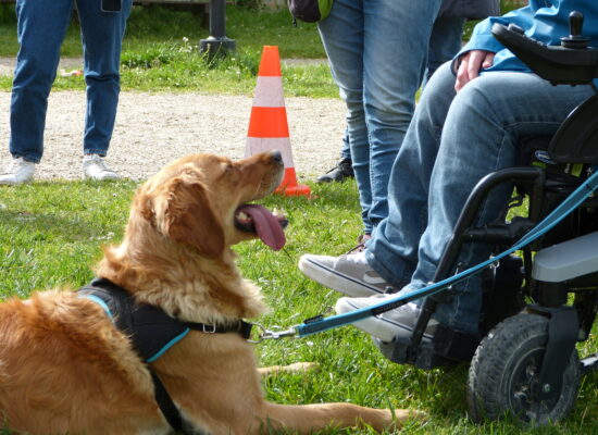 Stage HANDI'CHIENS Val-de-Loire - Avril 2023