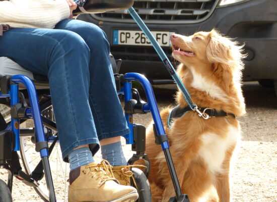 Stage HANDI'CHIENS Val-de-Loire - Avril 2023