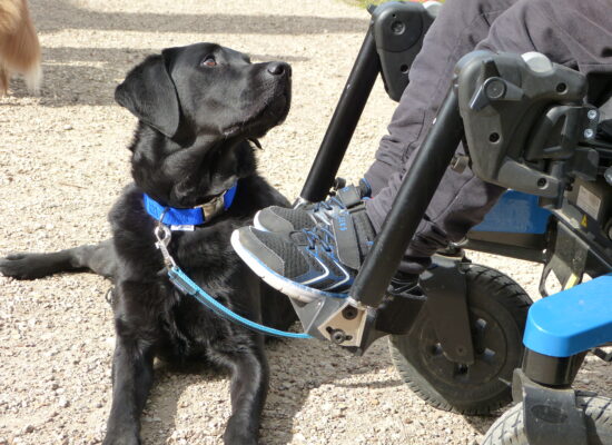 Stage HANDI'CHIENS Val-de-Loire - Avril 2023