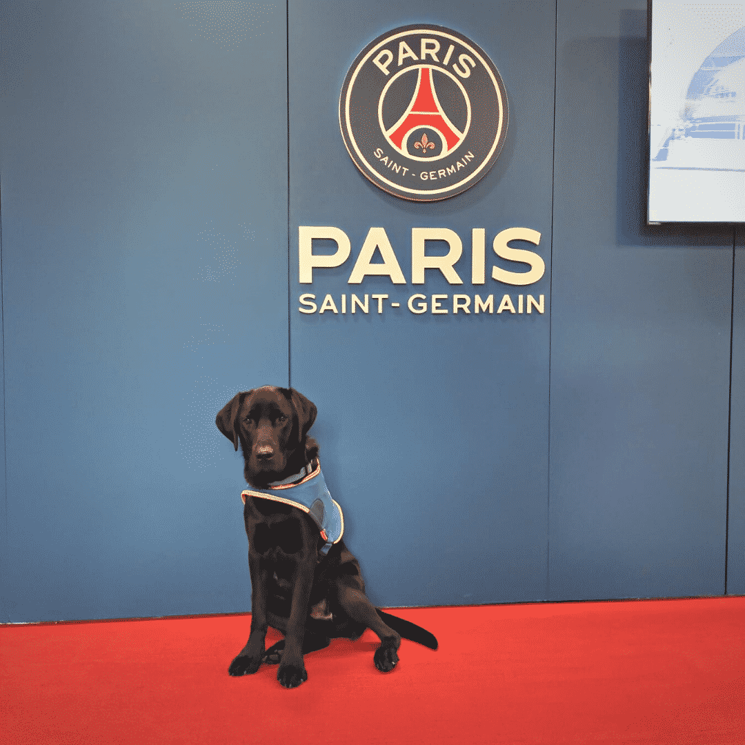 Réglisse, Handi'Chiens, pose devant le logo du PSG
