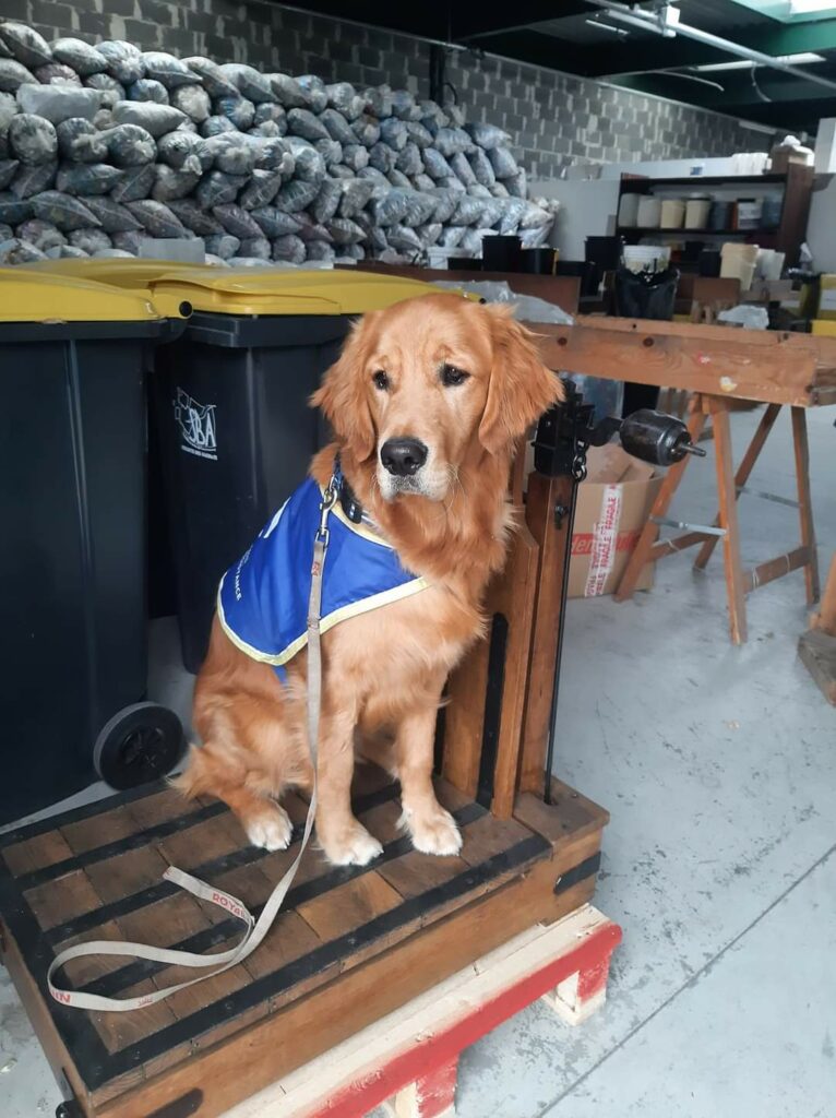 Tonga à la pesée chez les Bouchons du Cœur Source : HANDI'CHIENS délégation Auvergne