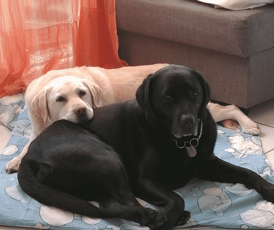 Câline avec le museau calé sur Jersey couchée également