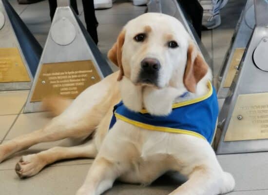 Démonstration HANDI'CHIENS à Bar-le-Duc.