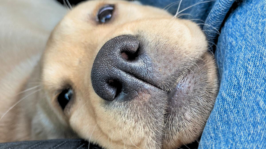 Ushi, chien d'assistance HANDI'CHIENS
