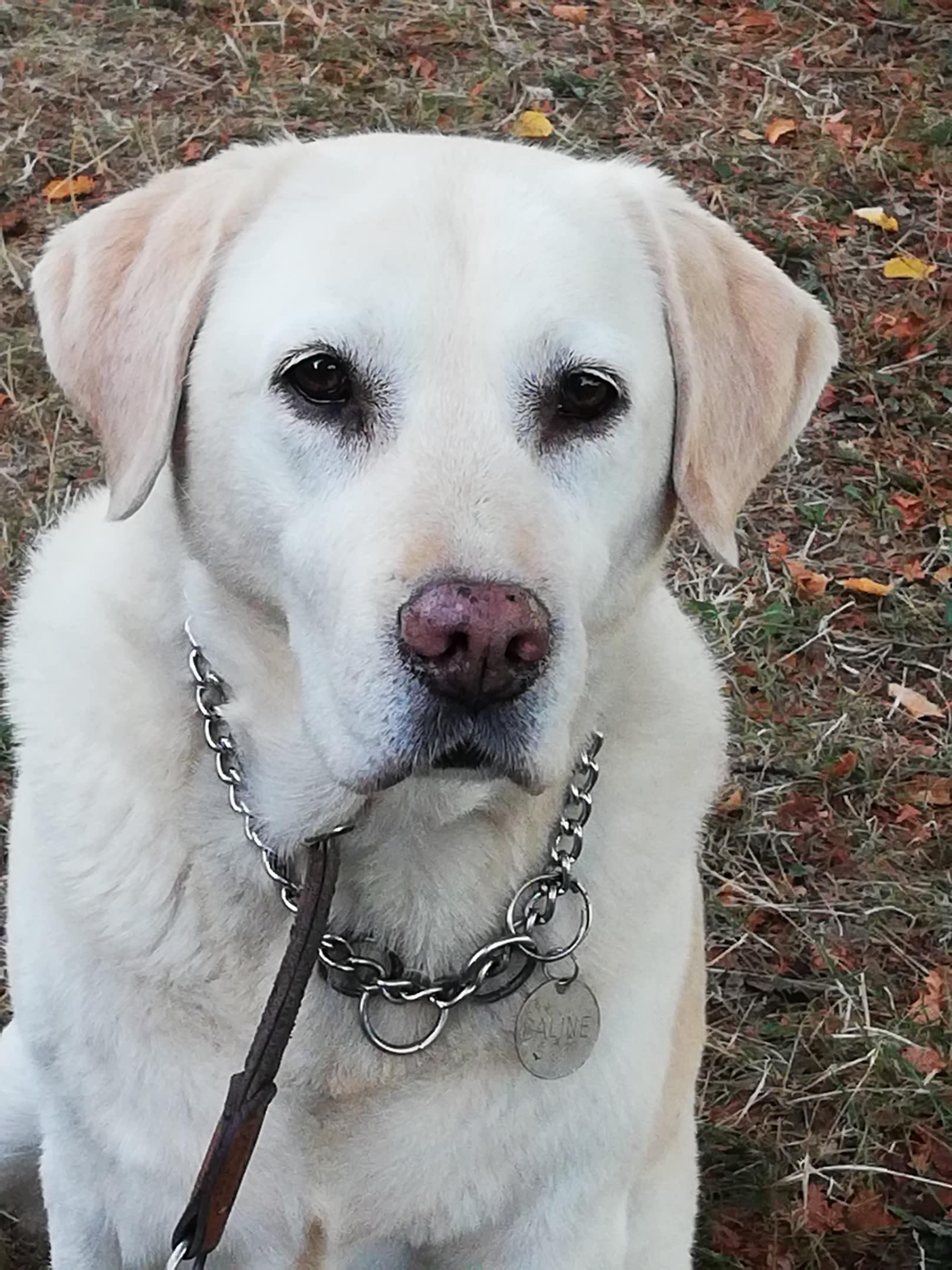 Câline, labrador beige